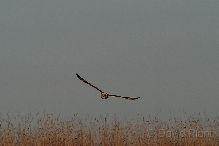 Short-eared owl - A.JPG - Short-eared owl - Gloucestershire